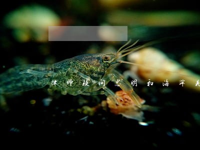 律师疑问思明和海萍关系