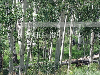 律师白俊 律师白俊