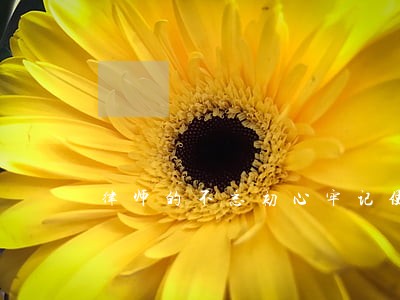 律师的不忘初心牢记使命 律师的不忘初心牢记使命