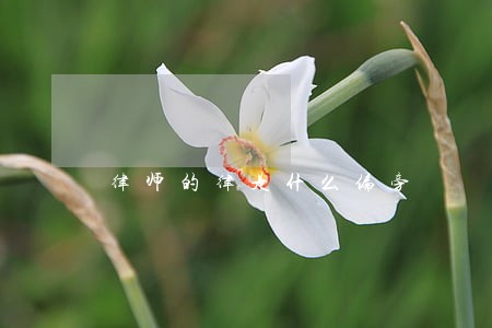 律师的律是什么偏旁 律师的律是什么偏旁