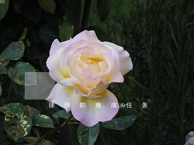 律师的推演任务 律师的推演任务