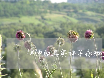 律师的真实样子你知道吗 律师的真实样子你知道吗