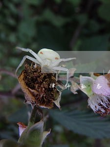 律师私吞执行款