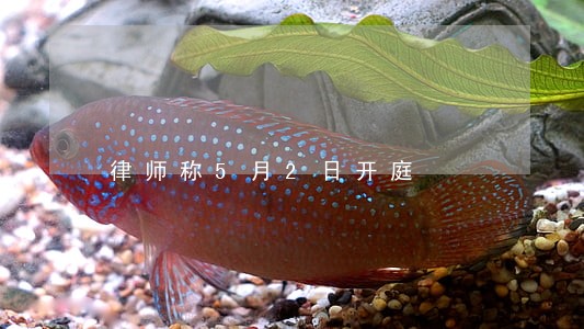 律师称5月2日开庭 律师称5月2日开庭