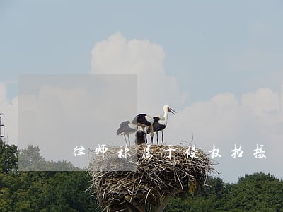 律师称属于侵权拍摄
