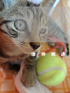 律师称违法淘宝已叫停 律师称违法淘宝已叫停