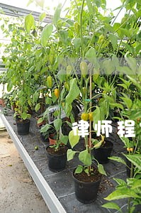 律师程守太 律师程守太