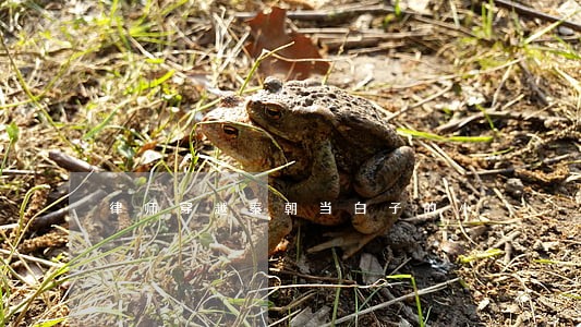律师穿越秦朝当白子的小 律师穿越秦朝当白子的小