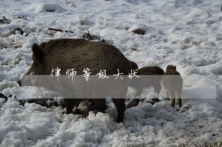 律师等级大状 律师等级大状