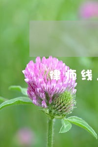 律师线上咨询怎么收费 律师线上咨询怎么收费