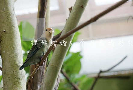 律师结婚5个月离婚彩礼返还吗 律师结婚5个月离婚彩礼返还吗