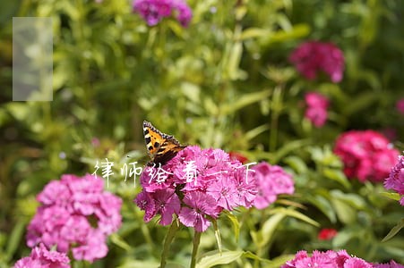 律师给看一下 律师给看一下
