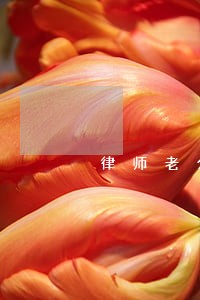 律师老公太危险书包网