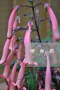律师职业资格网 律师职业资格网