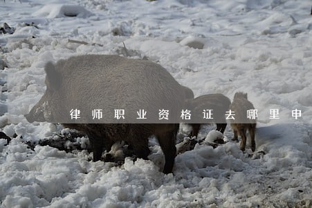 律师职业资格证去哪里申请 律师职业资格证去哪里申请