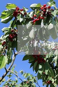 律师被打搞笑段子 律师被打搞笑段子