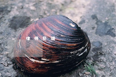 律师见调 律师见调