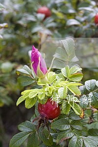律师解读是否要担责