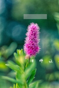 律师让女人出庭说什么话 律师让女人出庭说什么话
