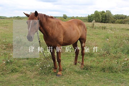 律师讲解房产案件 律师讲解房产案件