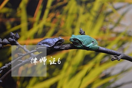律师证6 律师证6