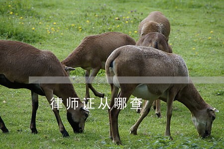 律师证从哪查 律师证从哪查