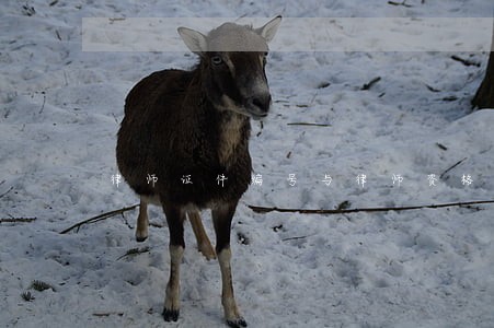 律师证件编号与律师资格证号查询 律师证件编号与律师资格证号查询