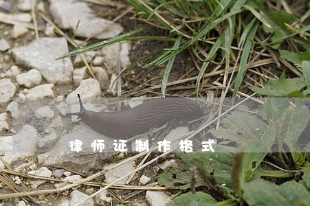 律师证制作格式 律师证制作格式