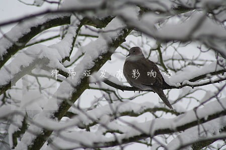 律师证发有影响吗 律师证发有影响吗