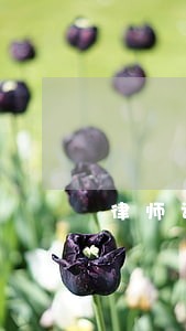 律师证取消年审 律师证取消年审