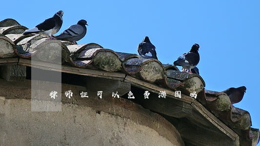 律师证可以免费游园吗 律师证可以免费游园吗