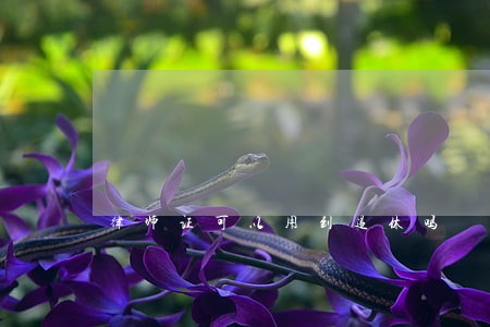 律师证可以用到退休吗 律师证可以用到退休吗