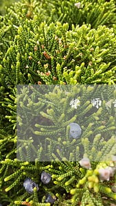 律师证和司法证区别 律师证和司法证区别