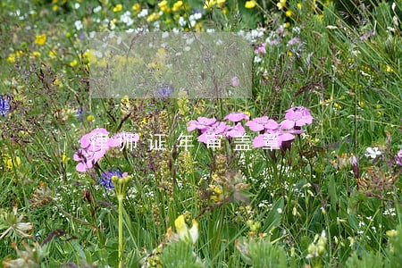 律师证年审盖章 律师证年审盖章
