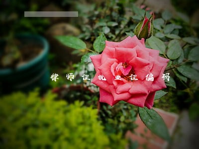 律师证执业证编码 律师证执业证编码