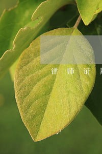 律师证挂靠档案放哪里 律师证挂靠档案放哪里