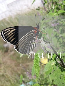 律师证注会税务师 律师证注会税务师
