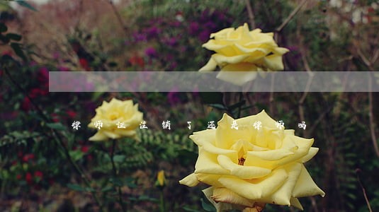 律师证注销了还是律师吗 律师证注销了还是律师吗