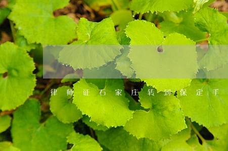 律师证石家庄转到保定手续