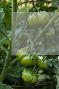 律师证该省份 律师证该省份
