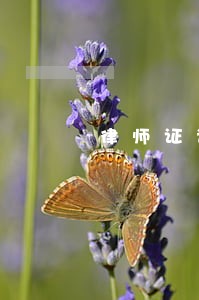 律师证谁签名 律师证谁签名