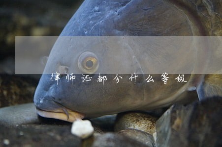 律师证都分什么等级 律师证都分什么等级
