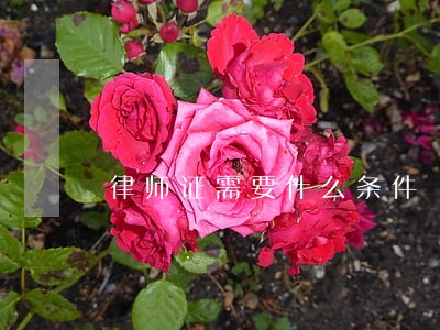律师证需要什么条件 律师证需要什么条件