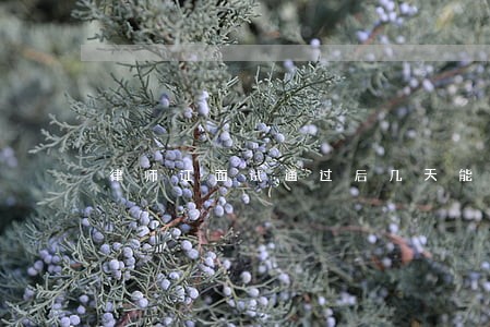 律师证面试通过后几天能发下来 律师证面试通过后几天能发下来