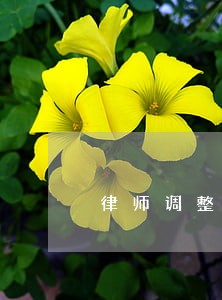 律师调整申请 律师调整申请