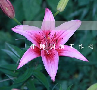 律师调解工作概况 律师调解工作概况