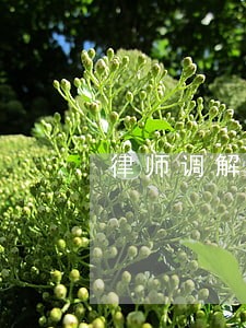 律师调解纠纷需要带什么证件 律师调解纠纷需要带什么证件