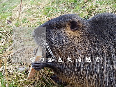 律师豁免权的规定 律师豁免权的规定