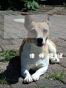 律师质证词 律师质证词