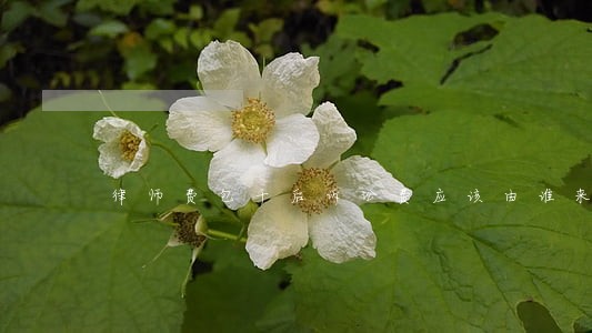 律师费包干后诉讼费应该由谁来交 律师费包干后诉讼费应该由谁来交
